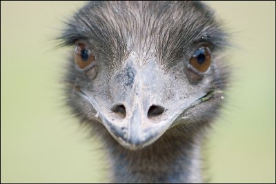 Young Emu Portrait