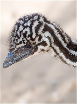Emu chick Portrait