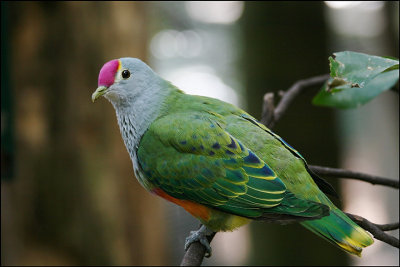 Rose Crowned Fruit Dove