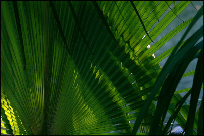 Palm Frond