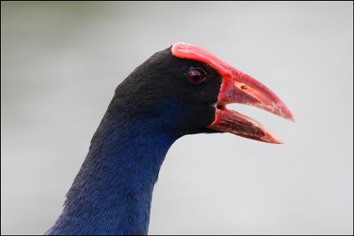 Swamphen