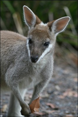 Young Whiptail Wallaby