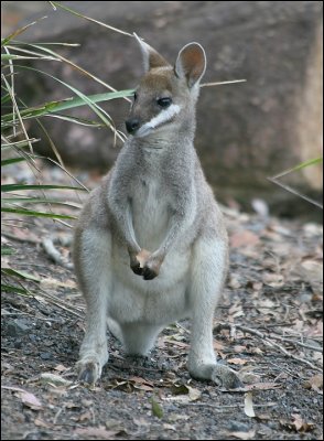 Young Whiptail Wallaby