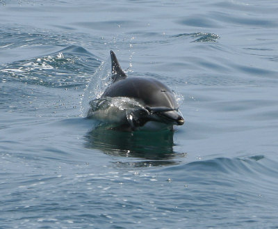 Whale Watching Shots