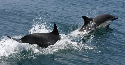 Whale Watching Shots