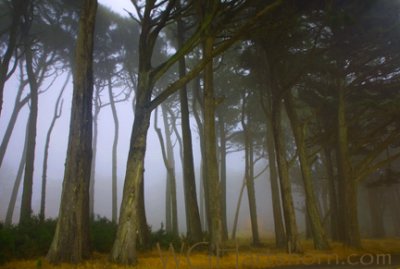 Presidio Forest Fog