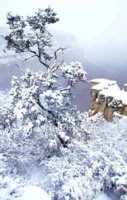 Grand Canyon Winter Whiteout