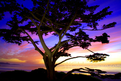 Carmel Cypress Sunset