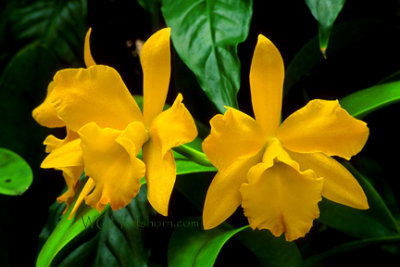 Hawaiian Orchids