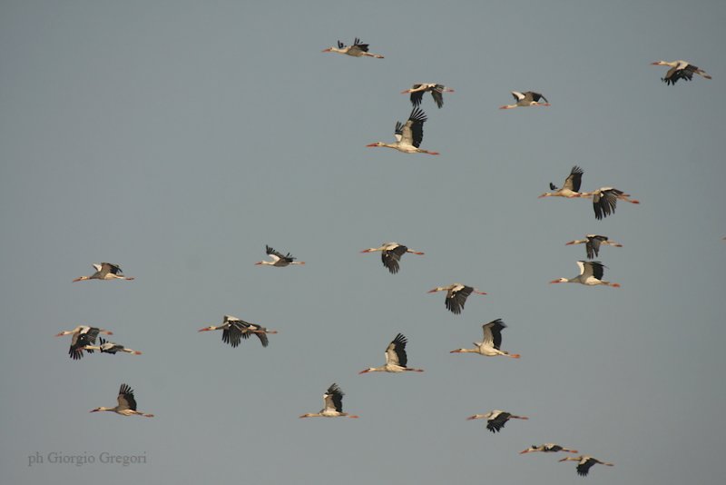 Cicogne bianche - White Storks
