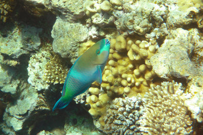 Pesce Pappagallo