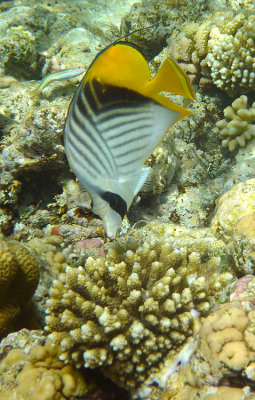 Pesce Farfalla pinnato - Chaetodon auriga