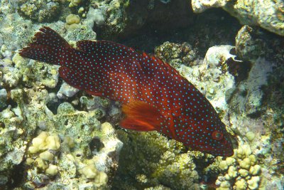 Cernia semimaculata - Cephalopholis hemistiktos