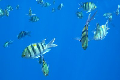 Sergente dalla coda a forbice - Abudefduf sexfasciatus