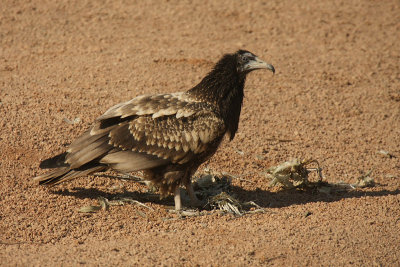 Capovaccaio - Egyptian Vulture