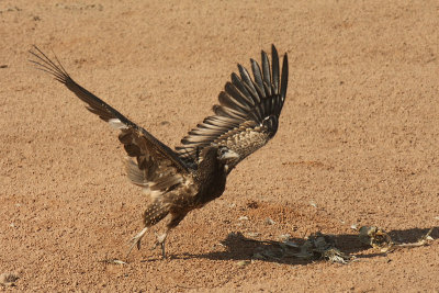 Capovaccaio -Egyptian Vulture