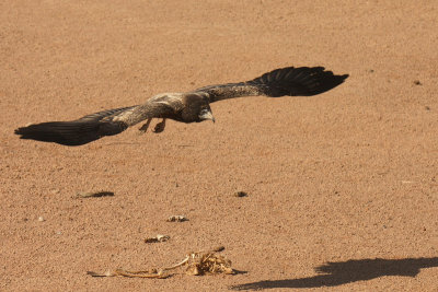 Capovaccaio - Egyptian Vulture