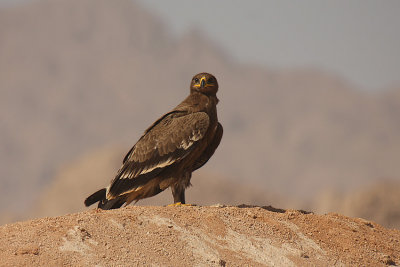 Aquila delle steppe - Steppe Eagle - Aquila nipalensis