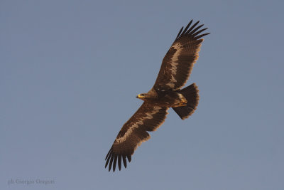 Aquila delle steppe - Steppe Eagle -Aquila nipalensis