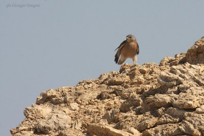 Sparviere levantino - Levant Sparrowhawk - Accipiter brevipes