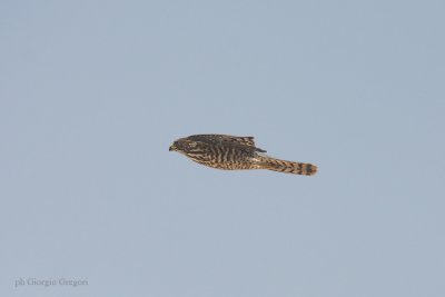 Sparviere levantino - Levant Sparrowhawk - Accipiter brevipes