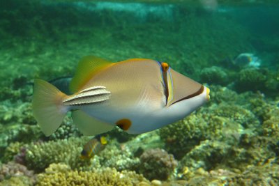 Pesce Balestra Picasso - Rhinecanthus assasi