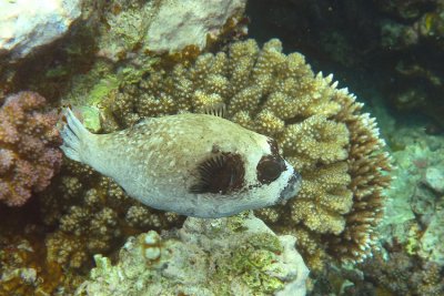 Pesce Palla mascherato - Arothron diadematus