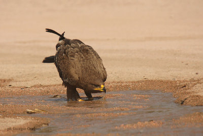 Aquila delle steppe - Steppe Eagle