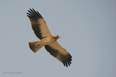 Aquila minore - Booted Eagle - Hieraatus pennatus