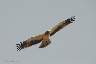 Aquila minore - Booted Eagle