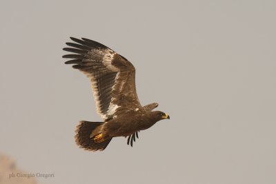 Aquila delle steppe - Steppe Eagle