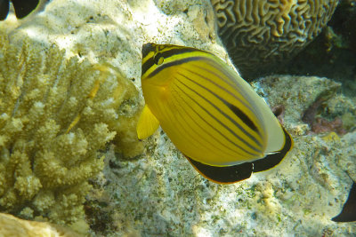 Pesce Farfalla Austriaco - Chaetodon austriacus