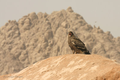Aquila delle steppe - Steppe Eagle