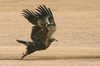 Aquila delle steppe- Steppe Eagle