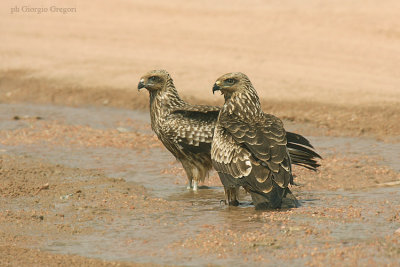 Nibbi Bruni - Black Kites