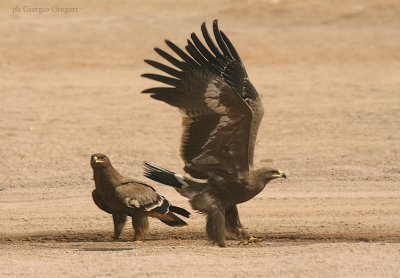 Aquile delle steppe - Steppe Eagles