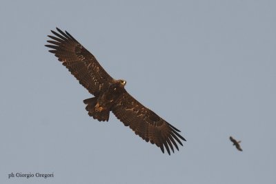 Aquila Anatraia Maggiore - Spotted Eagle - Aquila clanga