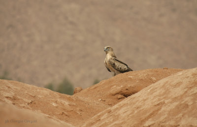 Biancone - Short-toed Eagle - Circaetus gallicus