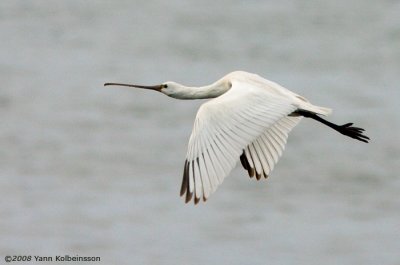 Eurasian Spoonbill, juvenile