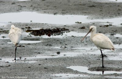 Eurasian Spoonbills, juveniles