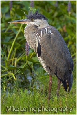 blueheron4614DSC_7223 p.jpg