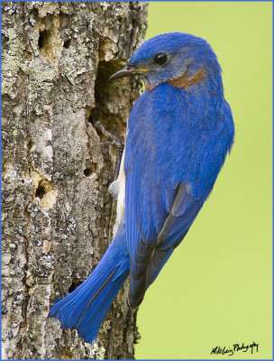 Blue bird.jpg
