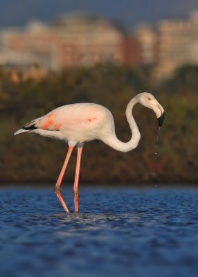 Fenicotteri - Phoenicopterus Ruber