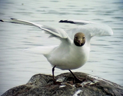 Skrattms Black-headed Gull Chroicocephalus ridibundus	