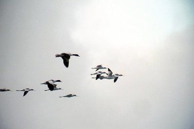 Skrflcka Pied Avocet Recurvirostra avosetta and Gravand Common Shelduck Tadorna tadorna		