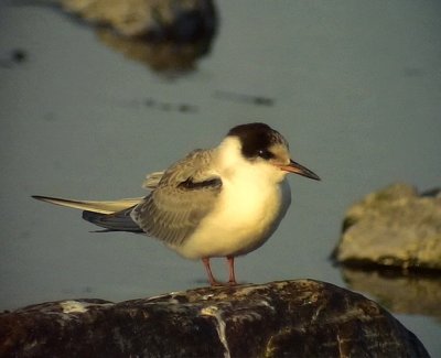 Fisktrna Common Tern Sterna hirundo	