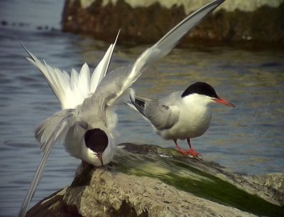 Fisktrna Common Tern Sterna hirundo	