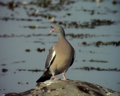 Ringduva Columba palumbus Common Wood Pigeon