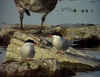 Silvertrna Arctic Tern Sterna paradisaea	