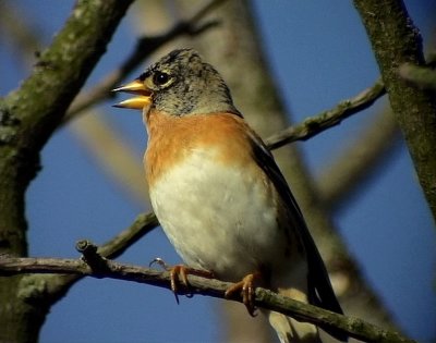 Bergfink Brambling Fringilla montifringilla